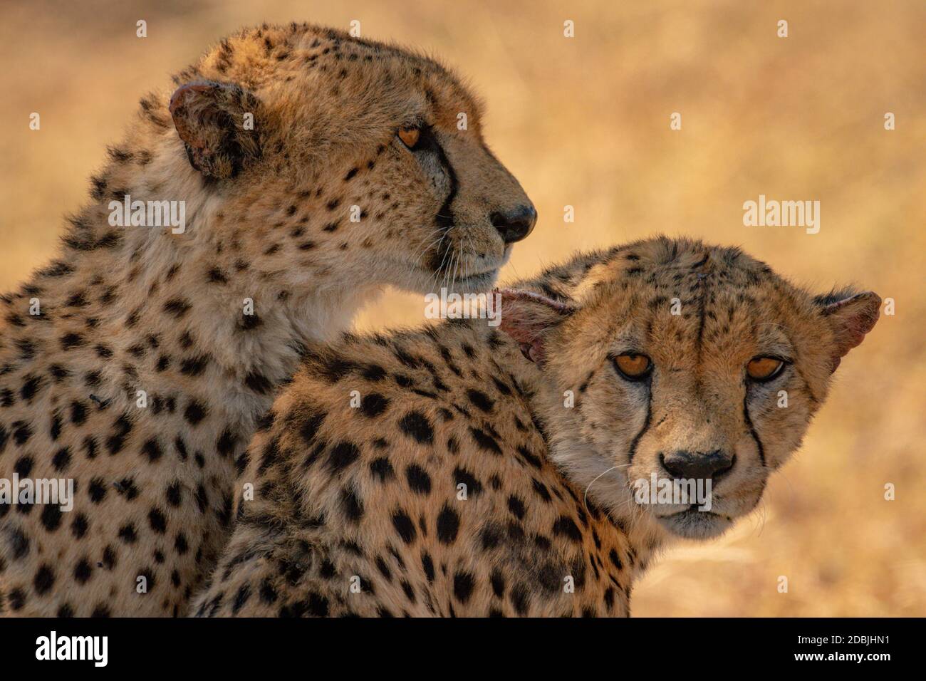 Close-up of cheetahs sitting beside each other Stock Photo