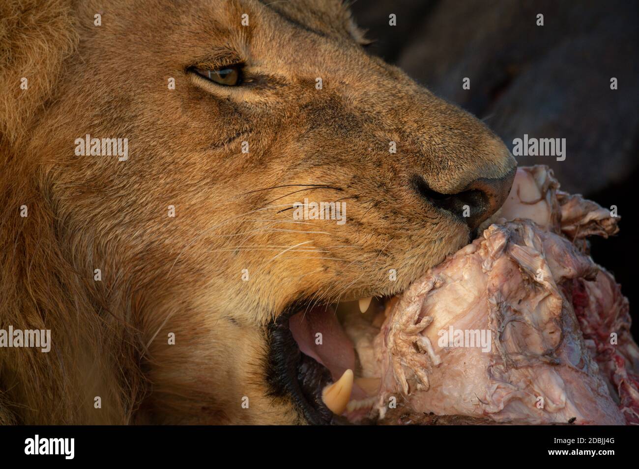 Close-up of male lion chewing animal carcase Stock Photo