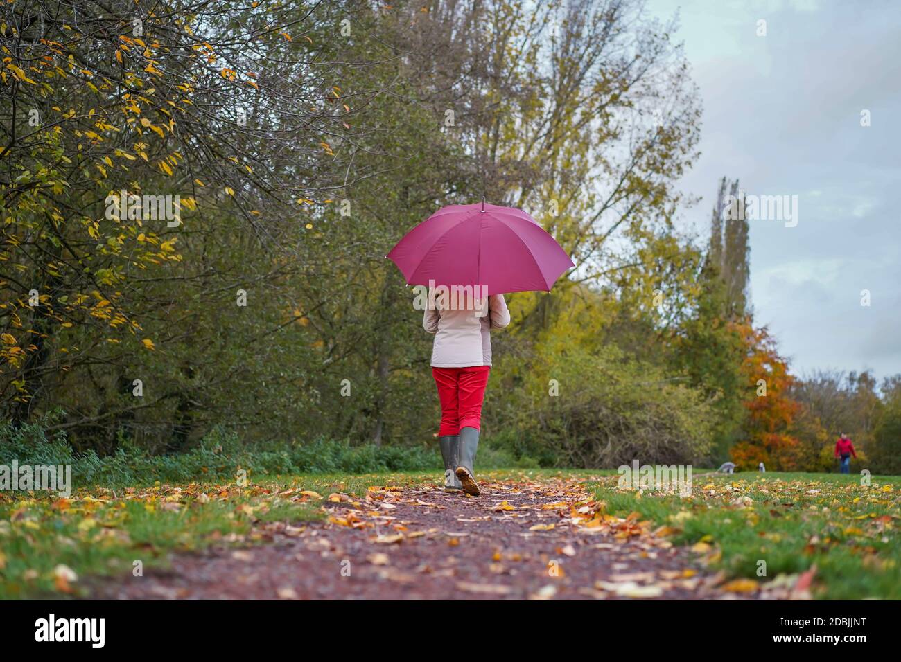 Rear view of woman with umbrella brolly walking isolated in countryside in autumn with golden leaves on the ground. Lady in red trousers & wellies. Stock Photo