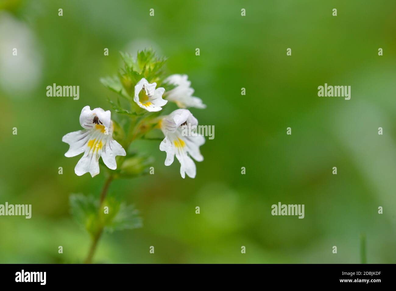 Flowers of the Eyebright Euphrasia rostkoviana, in the Austrian Alps. Stock Photo