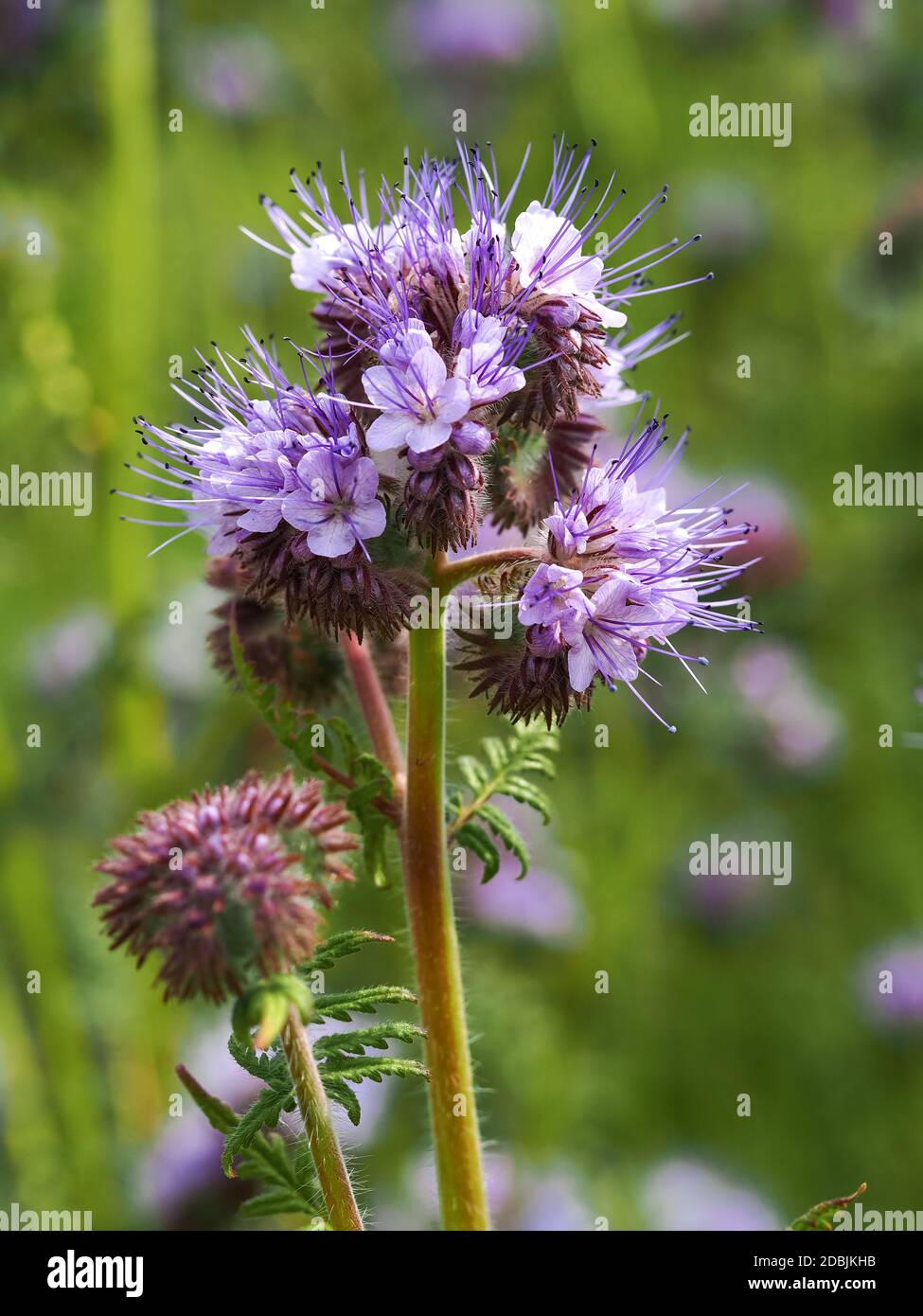 Closeup of the pretty purple flowers of lacy Phacelia, Phacelia tanacetifolia, in a garden Stock Photo