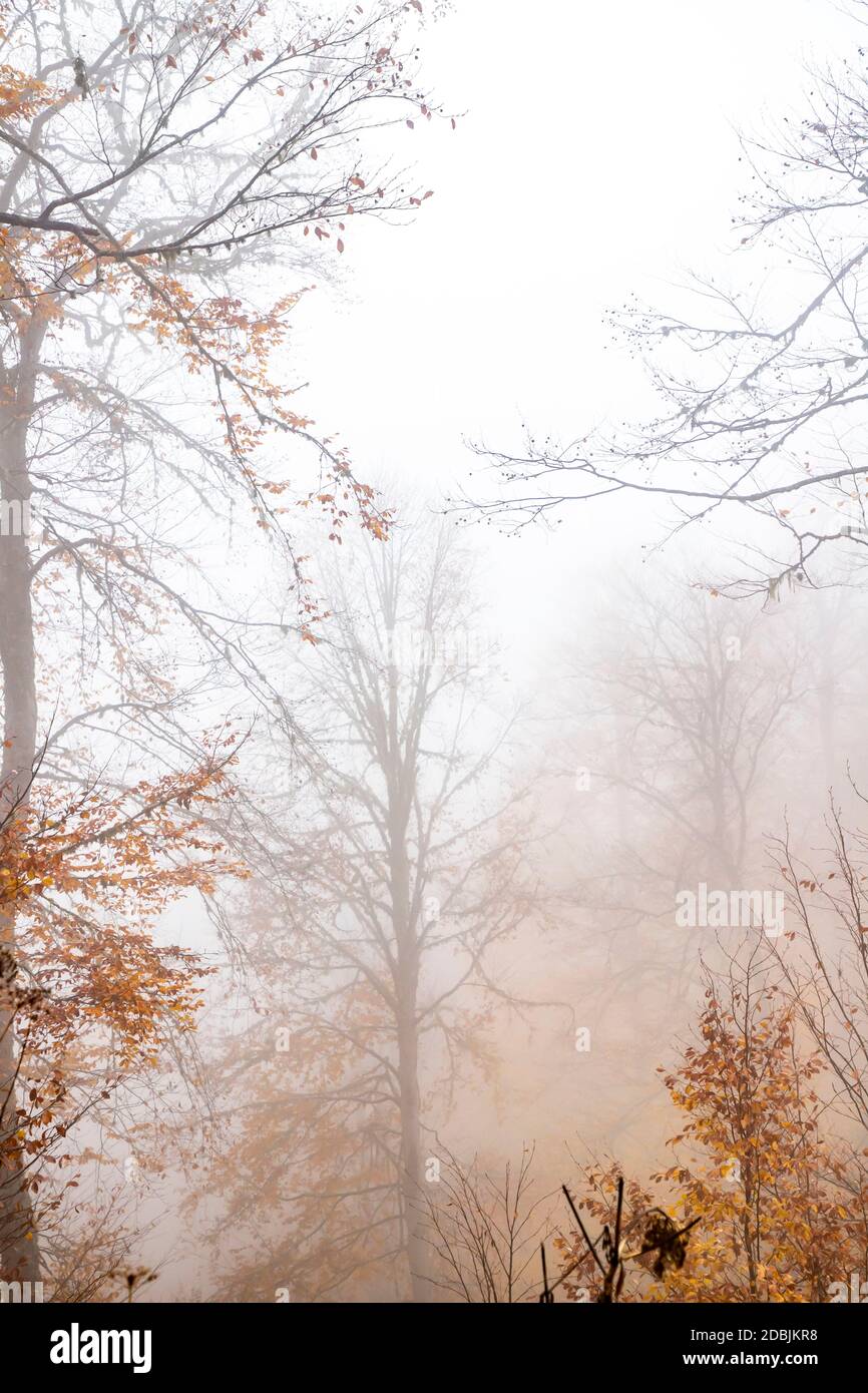 Trees in the forest in fog in autumn Stock Photo - Alamy