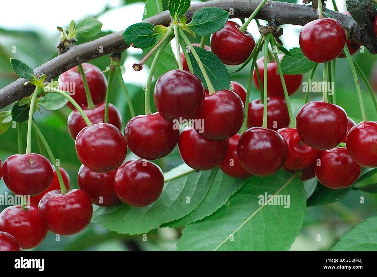 Prunus cerasus 'Scharö' Stock Photo