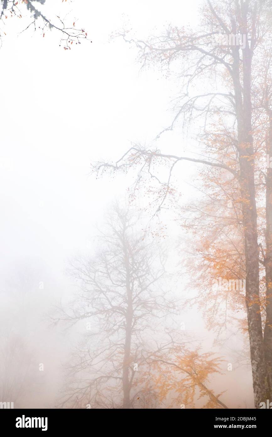 Trees in the forest in fog in autumn Stock Photo - Alamy