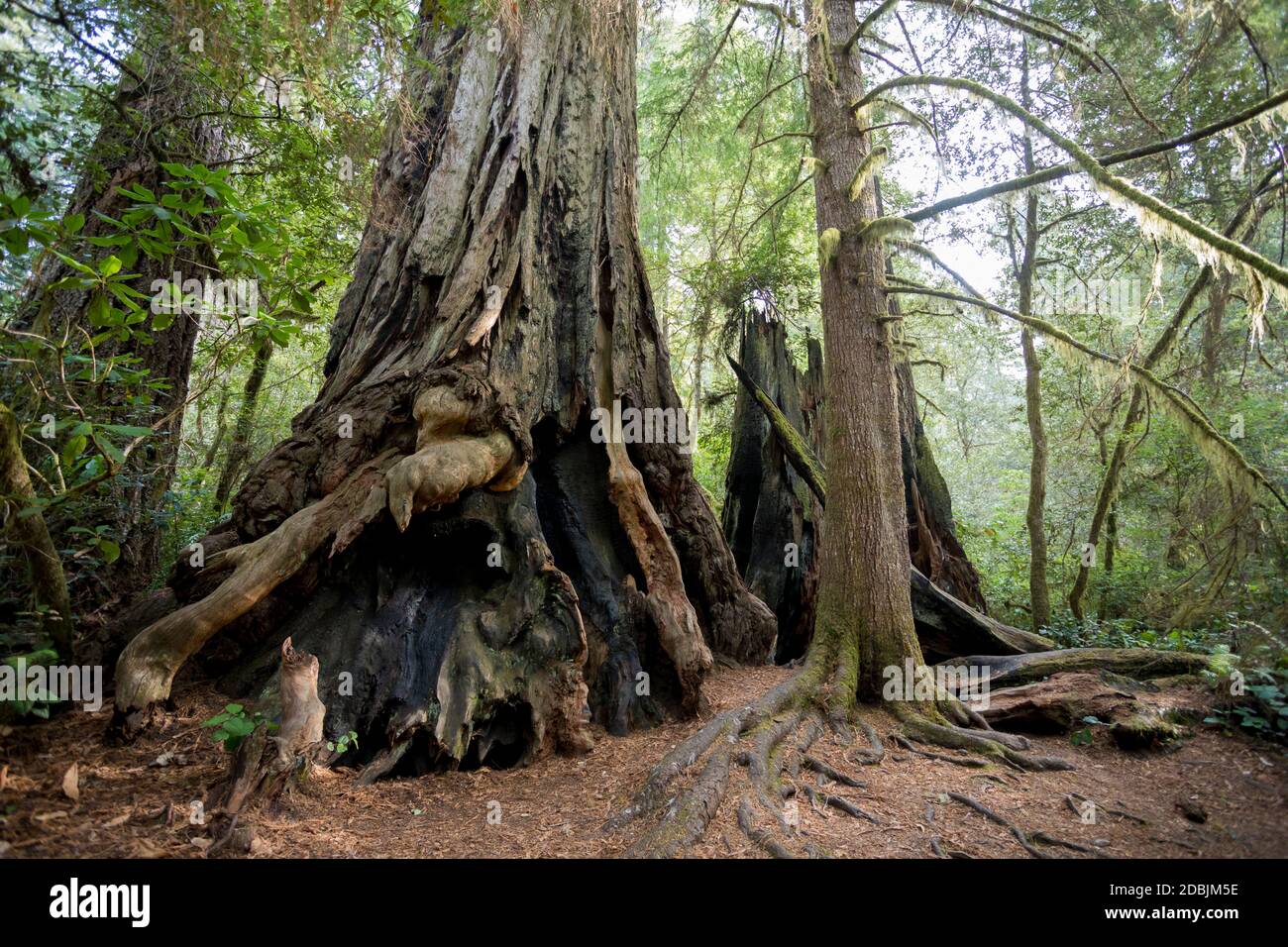 Lady Bird Johnson Trail in California Redwoods National Park, California, USA Stock Photo