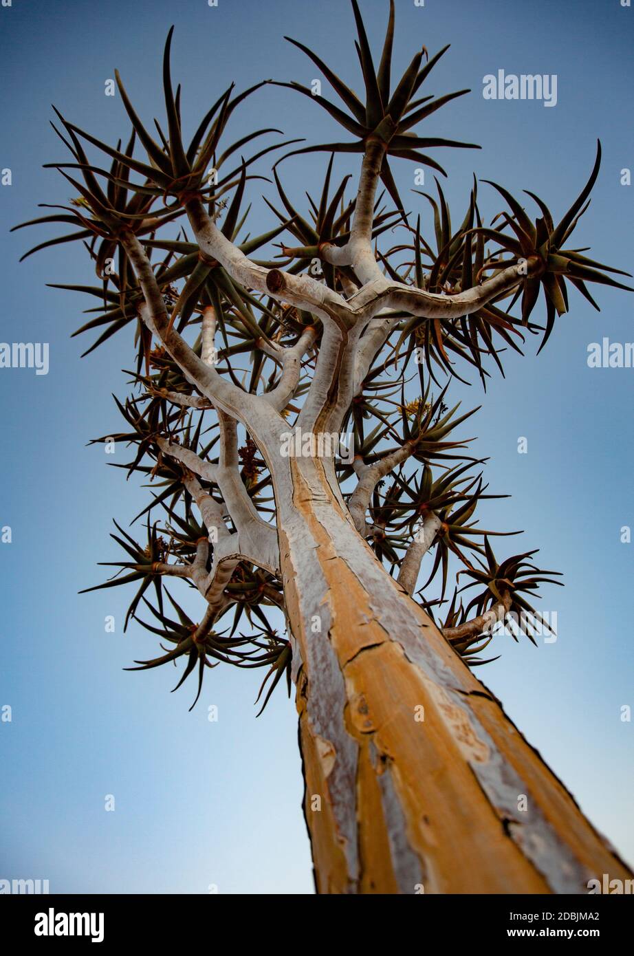 Quivertrees are unique to the deserts of Namibia Stock Photo