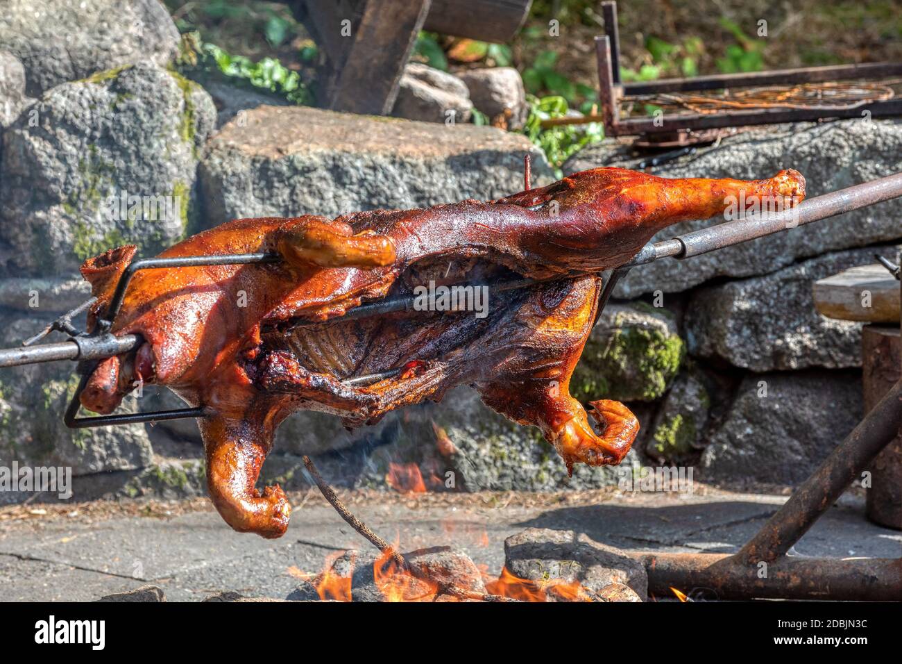 Suckling pig roasted on a spit. Piglet on the spit, open fire grill in outdoor Stock Photo