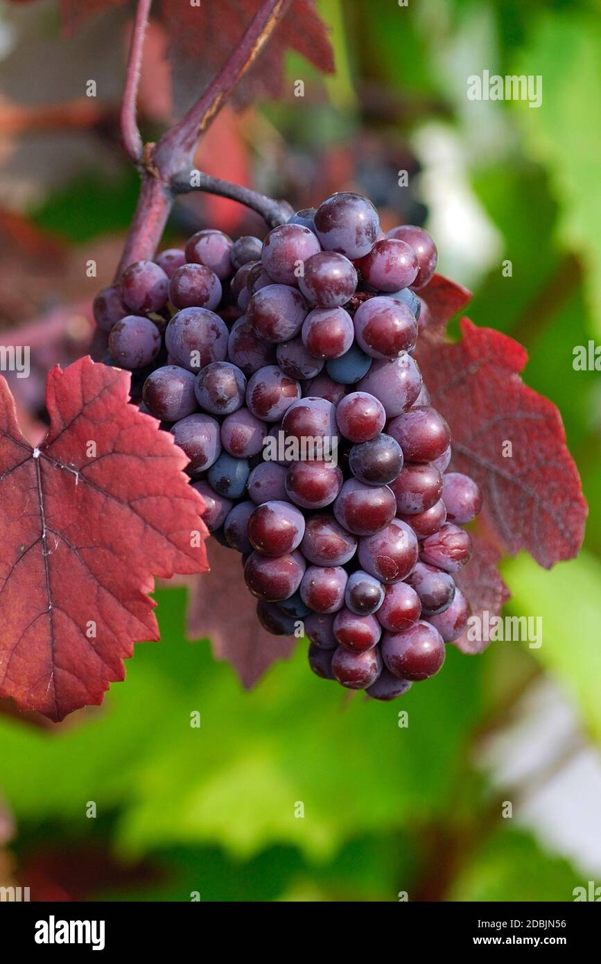 Vitis vinifera 'Purpurea' Stock Photo