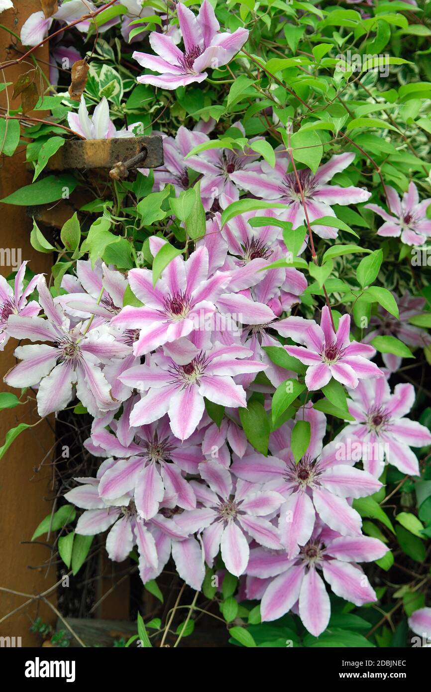 Clematis 'Nelly Moser' Stock Photo Alamy