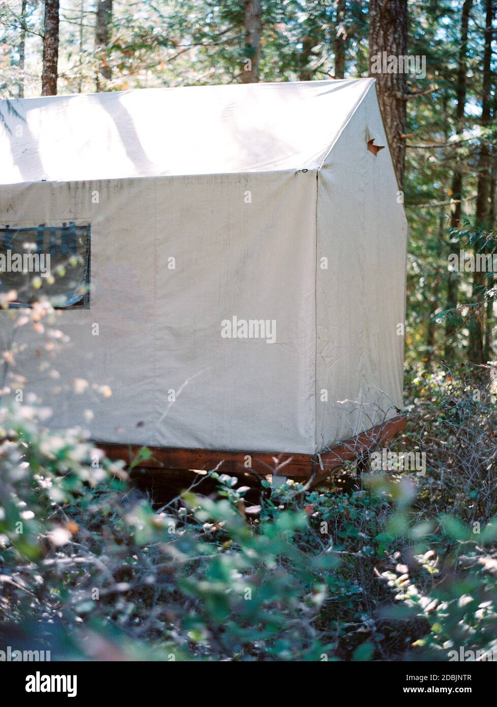 Tent in forest, Vancouver, British Columbia, Canada Stock Photo Alamy