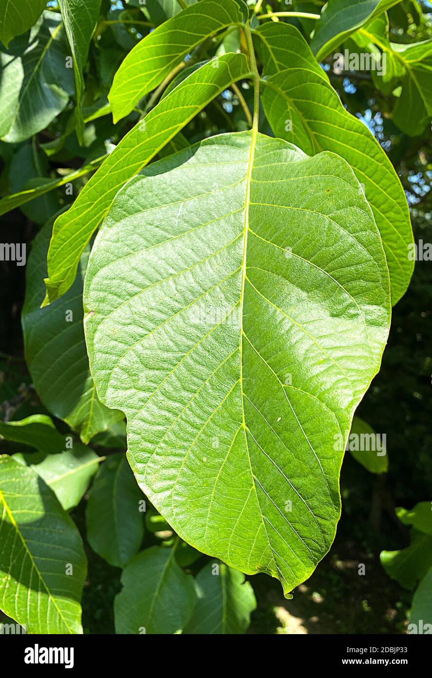 Walnut tree leaf on the tree Stock Photo
