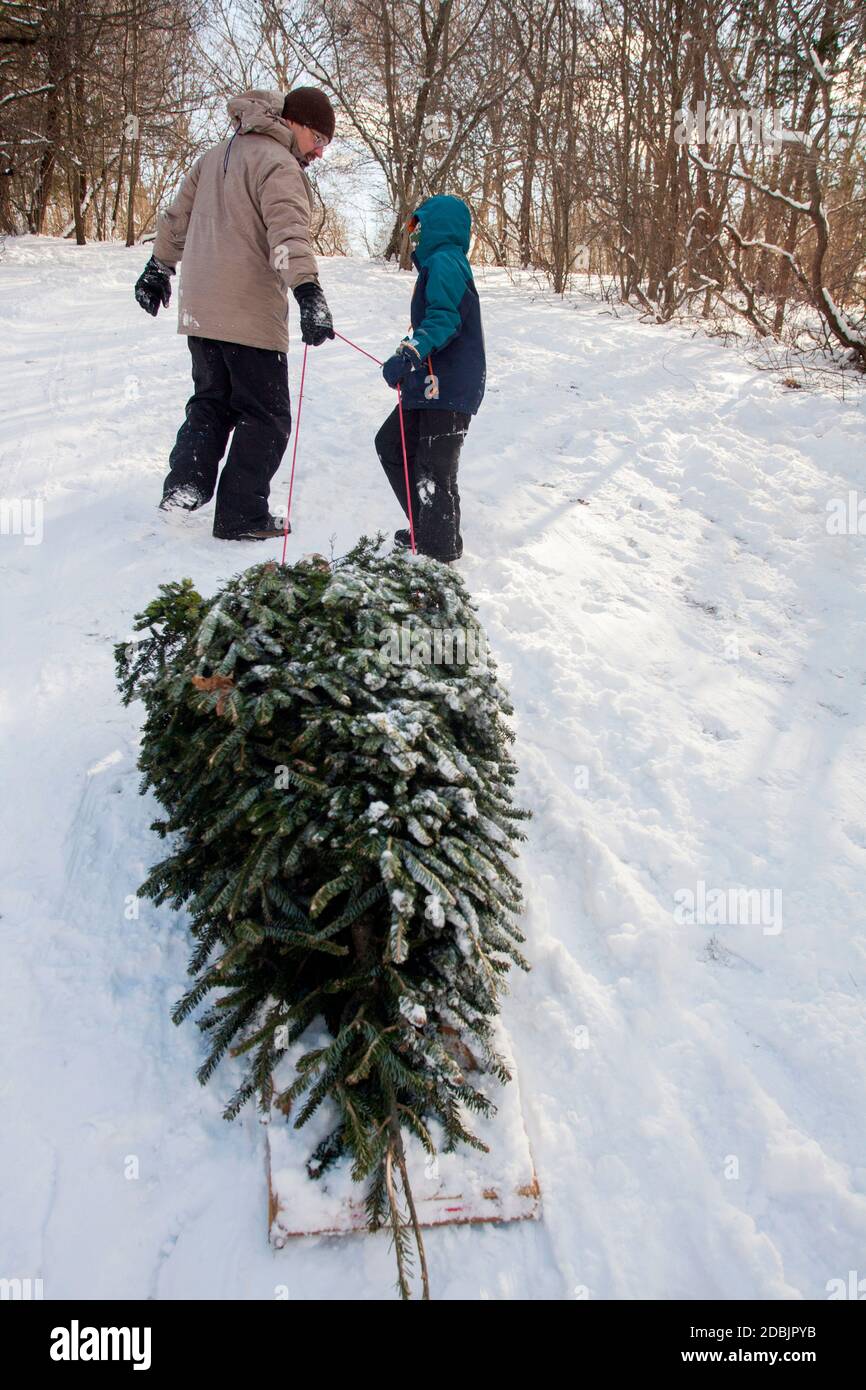 A father and ten-year-old son pull a freshly cut christmas tree from the woods in Massachusetts. Photo by Laurie Swope Stock Photo