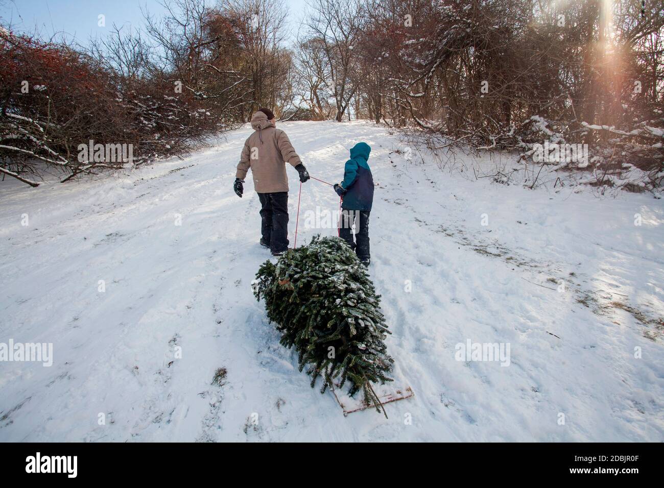 A father and ten-year-old son pull a freshly cut christmas tree from the woods in Massachusetts. Photo by Laurie Swope Stock Photo