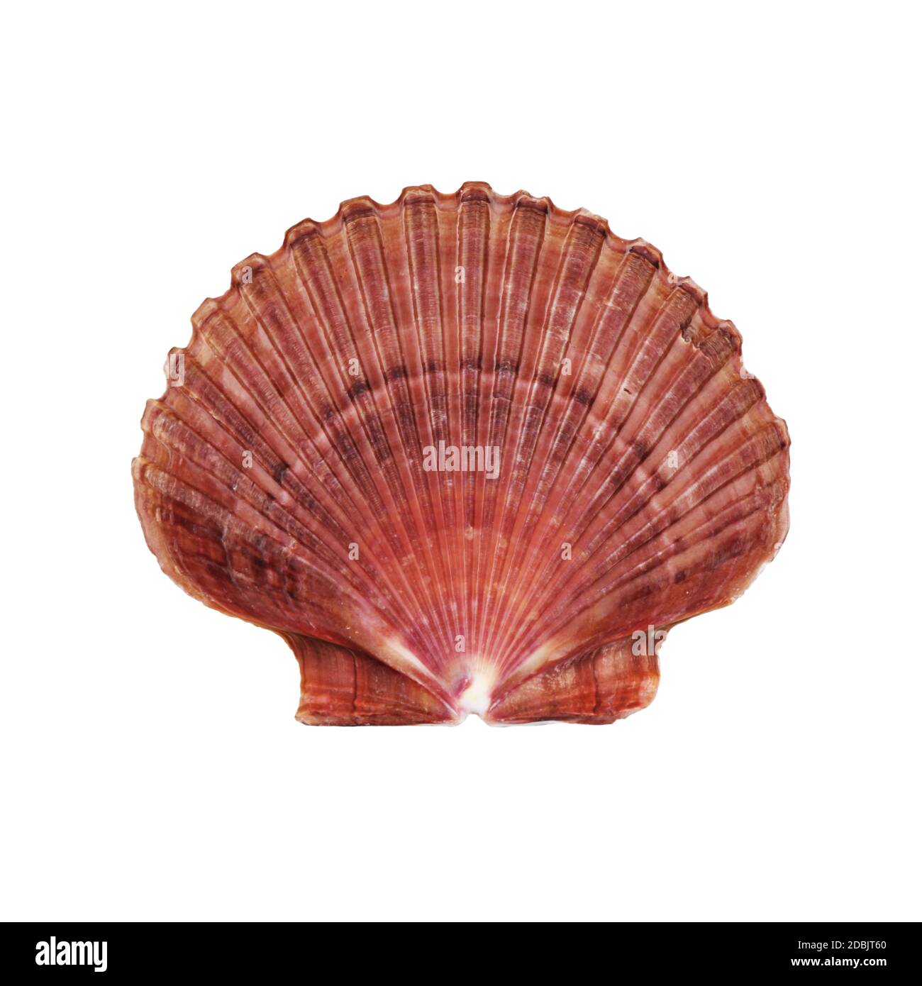 An Atlantic Deep Sea Scallop shell on white with clipping path Stock Photo