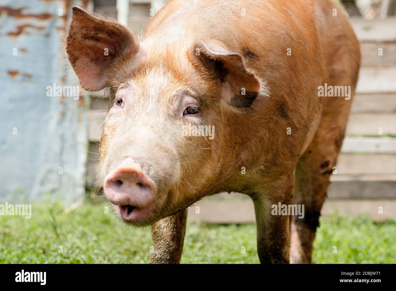 The domestic red pig is doing funny grimace, pig breeding and agriculture concept. Stock Photo