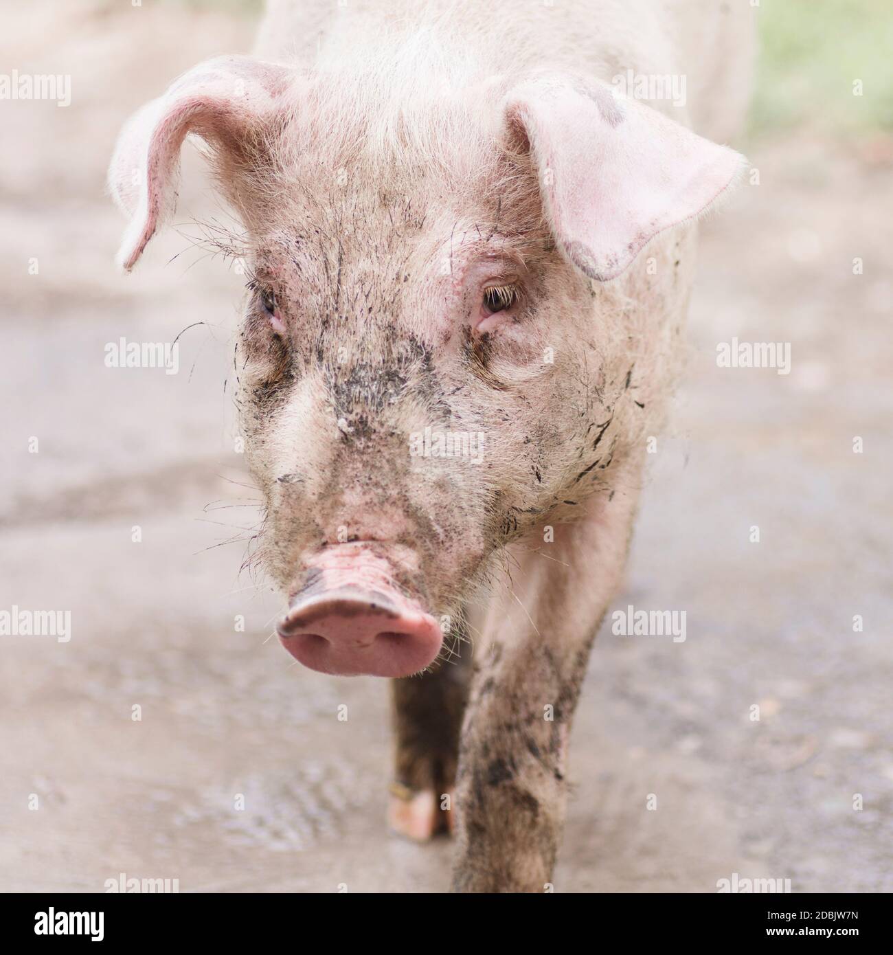 The dirty young pig is walking, animal portrait, pig breeding and agriculture concept. Stock Photo