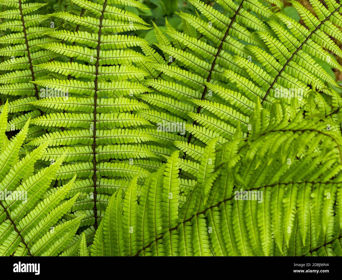 Closeup of the bright green fronds of the fern Dryopteris wallichiana Stock Photo