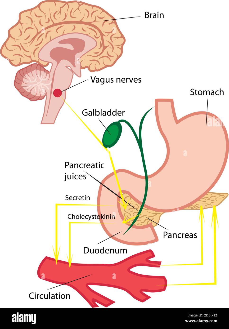 Pancreatic Juices Aka Enzyme