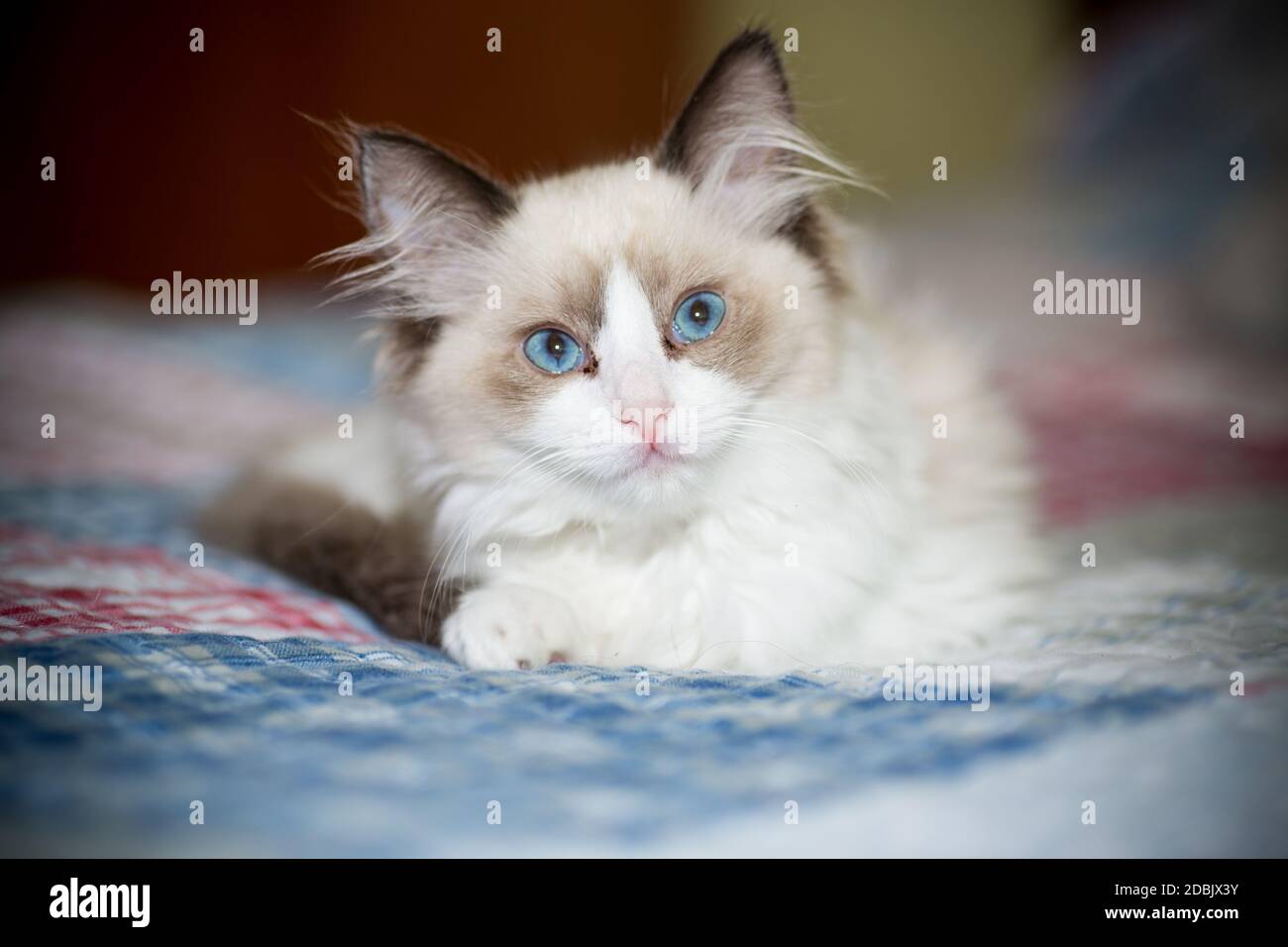 two month old Ragdoll kitten at home Stock Photo - Alamy