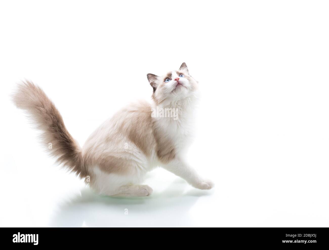 Young beautiful Ragdoll cat on white background Stock Photo - Alamy