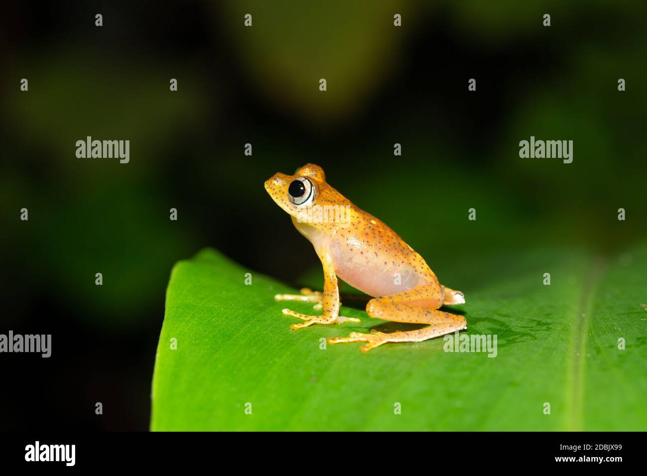 The small orange frog is sitting on a leaf Stock Photo