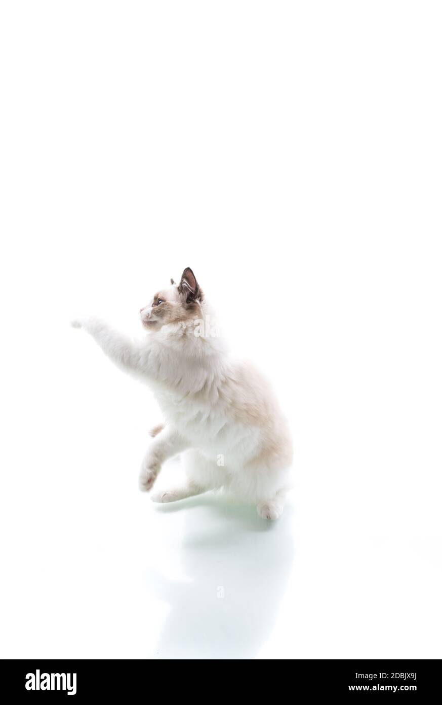 Young beautiful Ragdoll cat on white background Stock Photo - Alamy
