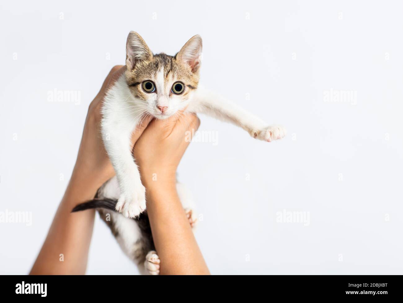 Hands holding a kitten on white background Stock Photo