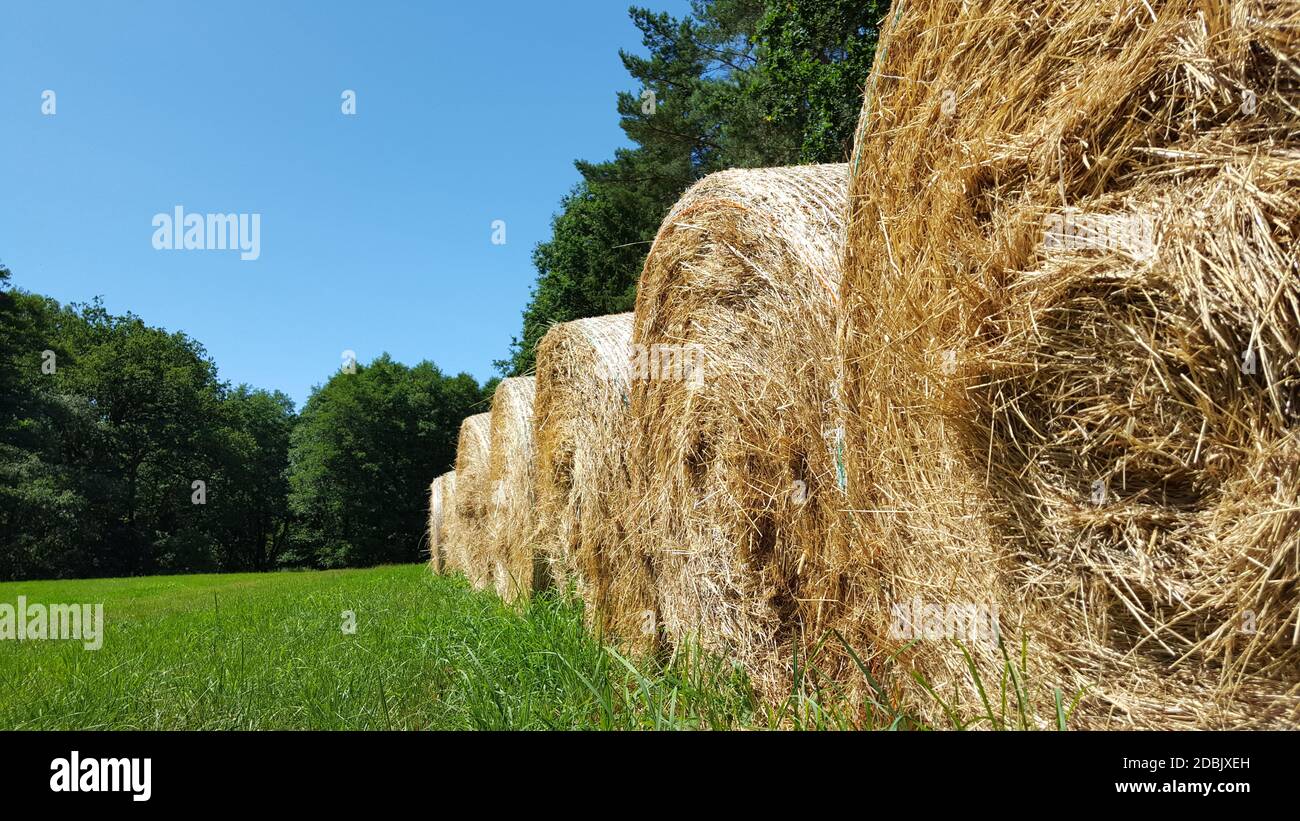 Oat Straw Bale