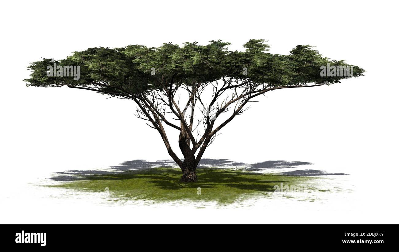 Birabira Tree That Identical Thorny Tree Stock fotografie 2262796011