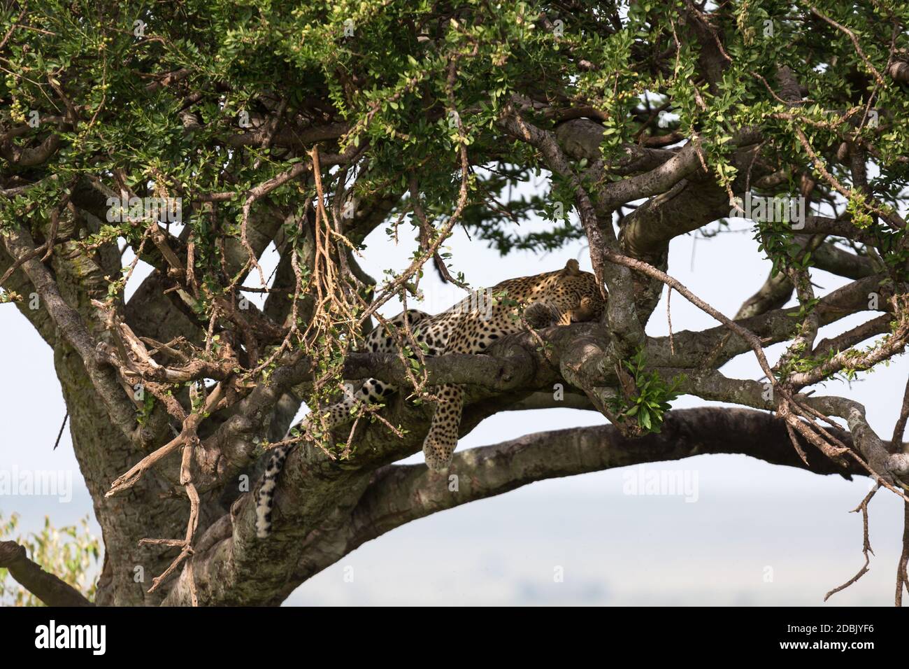 One leopard has settled comfortably between the branches of a tree to ...
