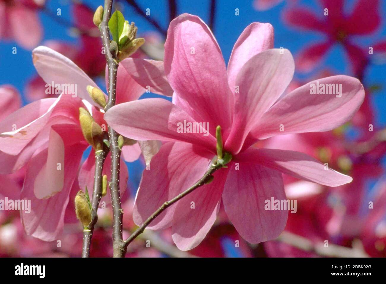 Bluehende Magnolie, Magnolia Galaxy Stock Photo