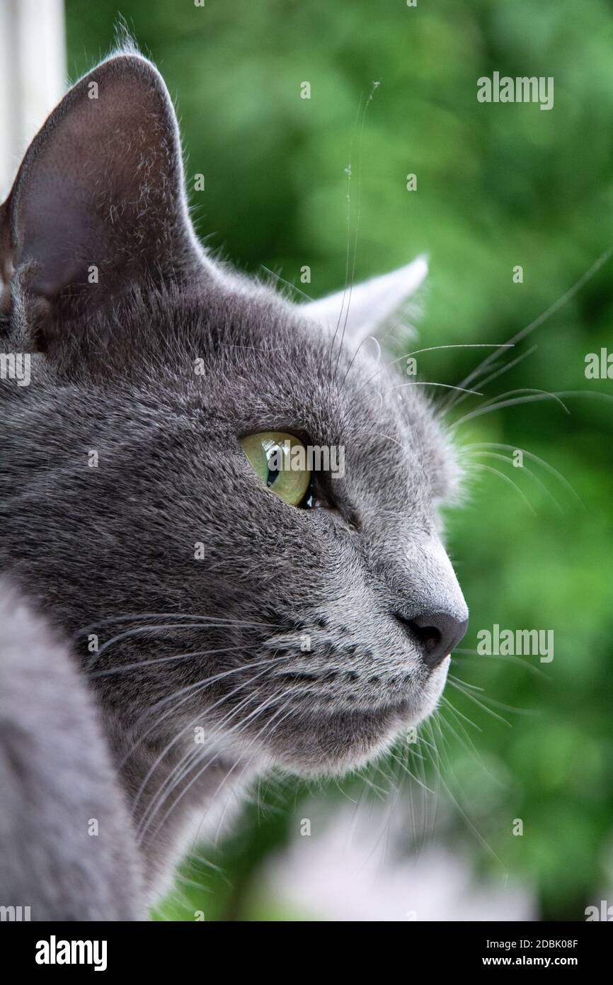 Russian Blue Cat watching through the window Stock Photo