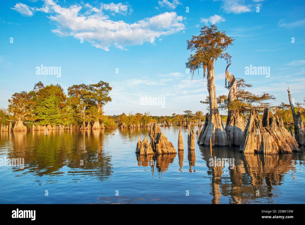 Trees and tree stumps in lake atÃ‚Â Dead Lakes State Recreation Area, Wewahitchka, Florida, USA