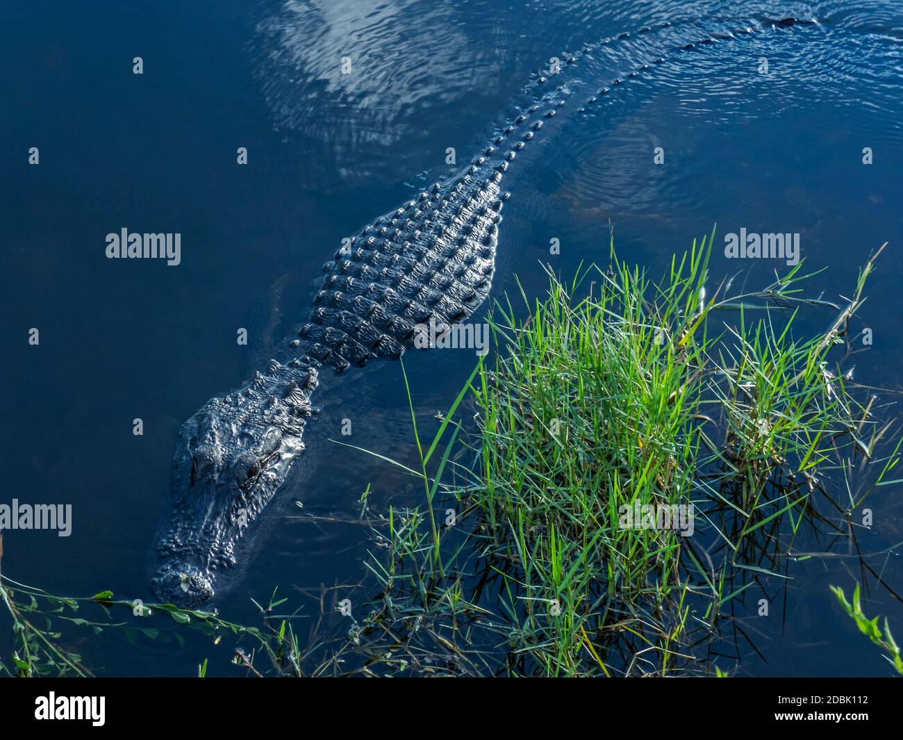 Alligator swimming in swamp, USA Stock Photo Alamy