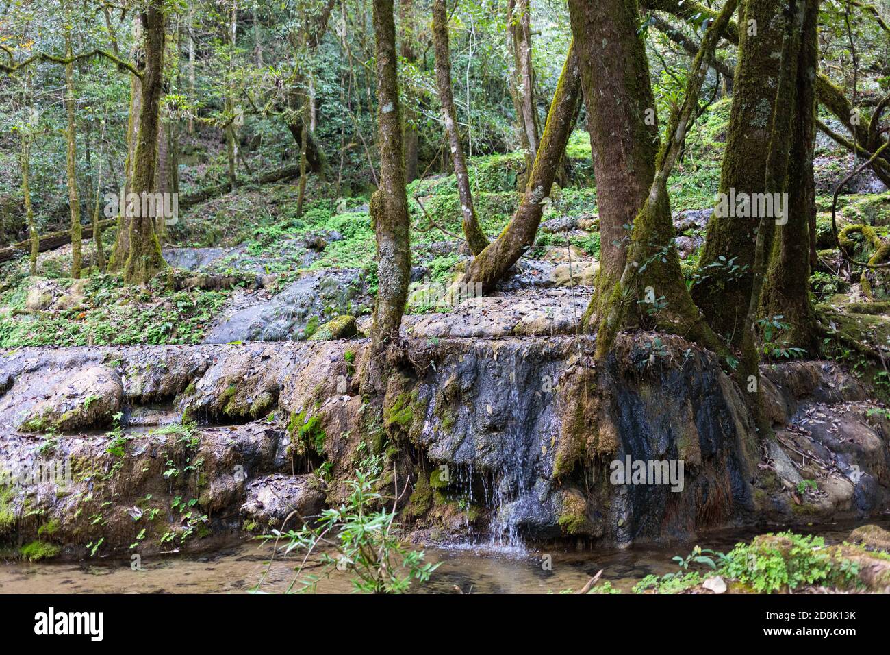 Waterfall in the forrest in the Park known as El Cielo, in the Mexican State of Tamaulipas Stock Photo
