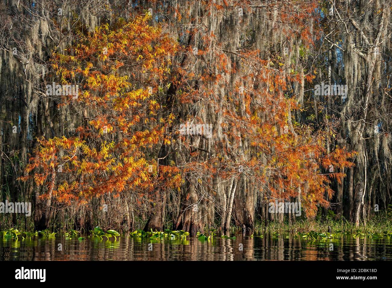 Cypress tree st johns river hi-res stock photography and images - Alamy