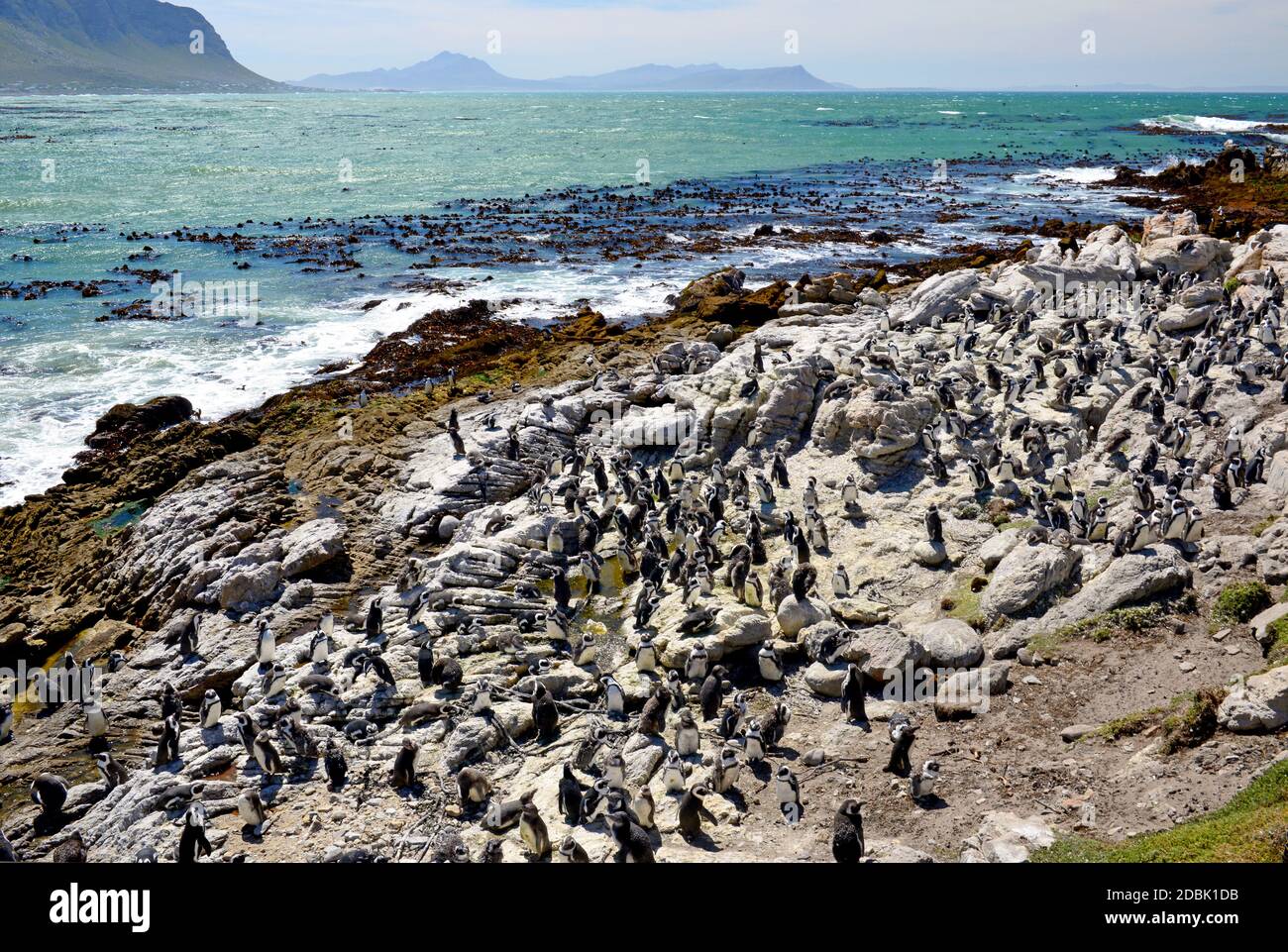 African Penguin Colony On Boulders Beach In Simons Town On The Cape African Penguin Colony On Boulders Beach In Simons Town On The Cape