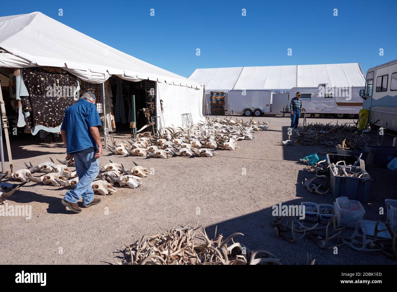 Cattle skulls available for sale at a market in Quartzite, Arizona Stock Photo