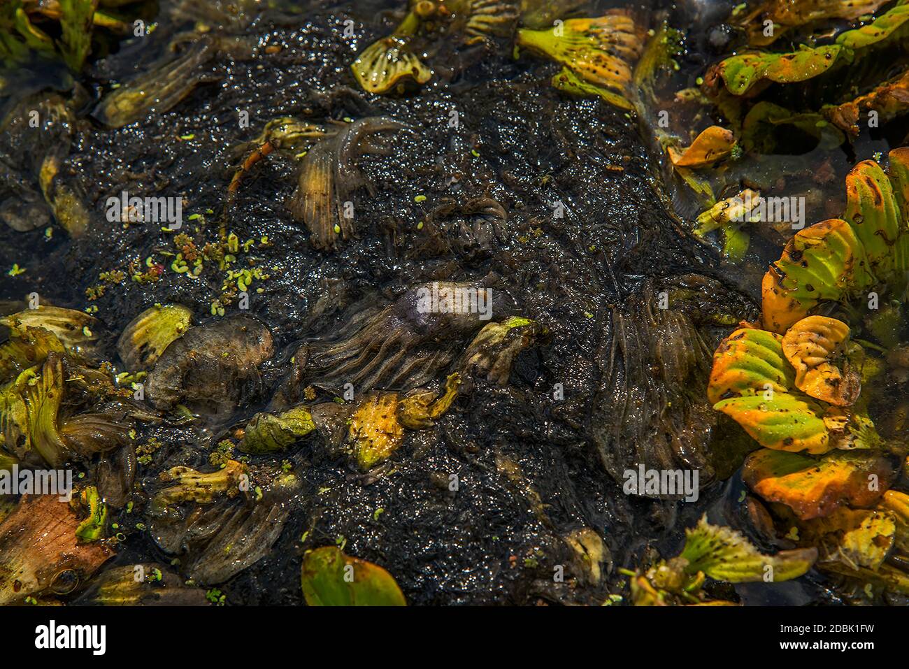 Florida water pollution issues hires stock photography and images Alamy