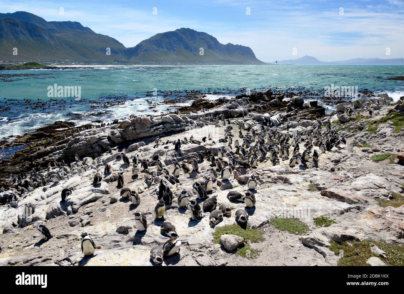 African penguin colony on Boulders Beach in Simons town on the Cape Peninsula in South Africa Stock Photo