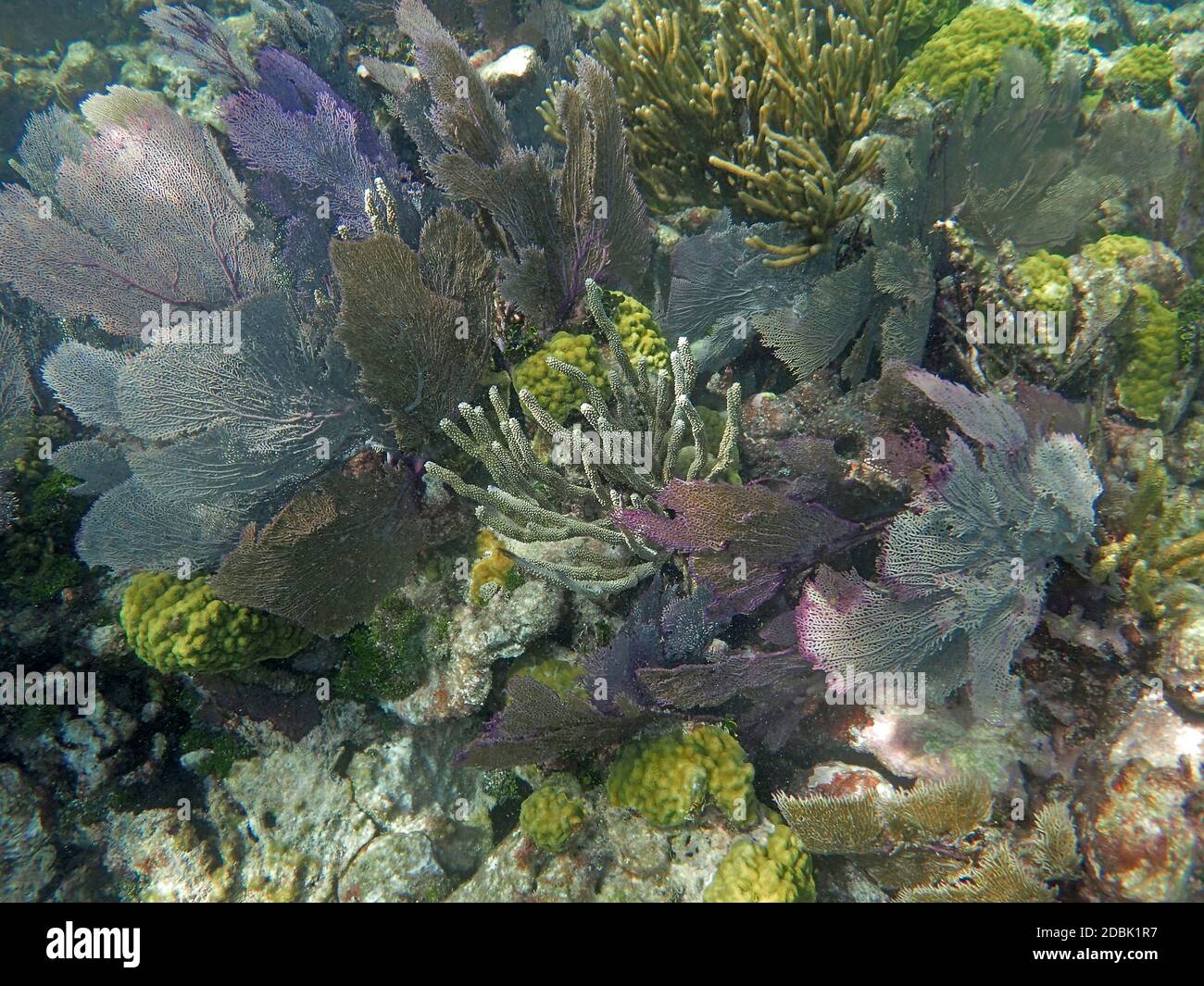 Coral reef, Grecian Rocks, Key Largo, Florida Keys, Florida, USA Stock