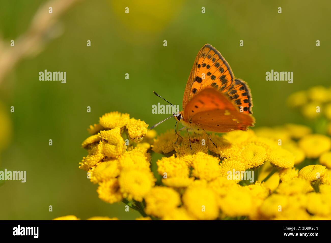 Female Large copper on a meadow in summer Stock Photo