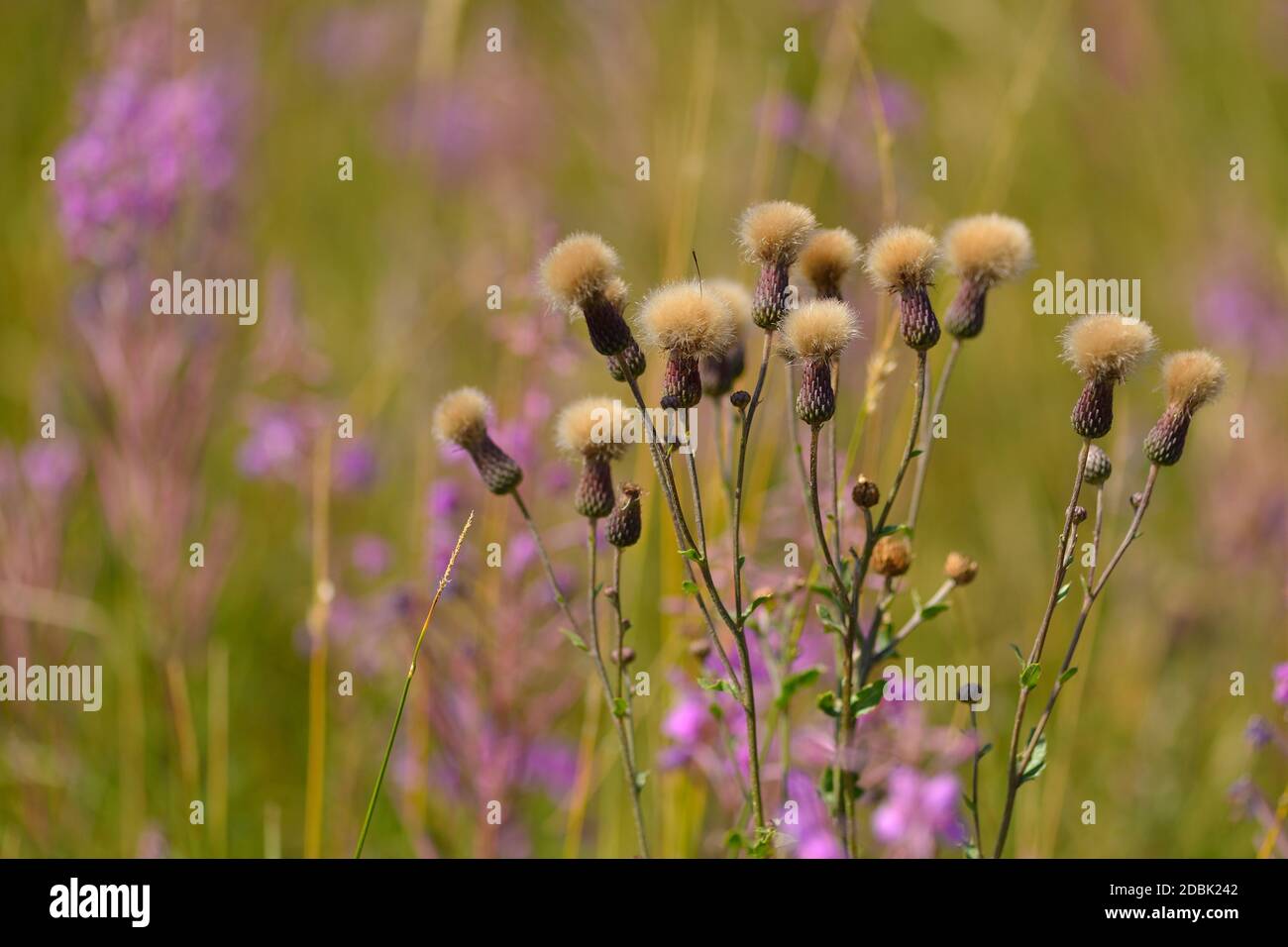 Cirsium arvense or creeping thistle in autumn on a field Stock Photo