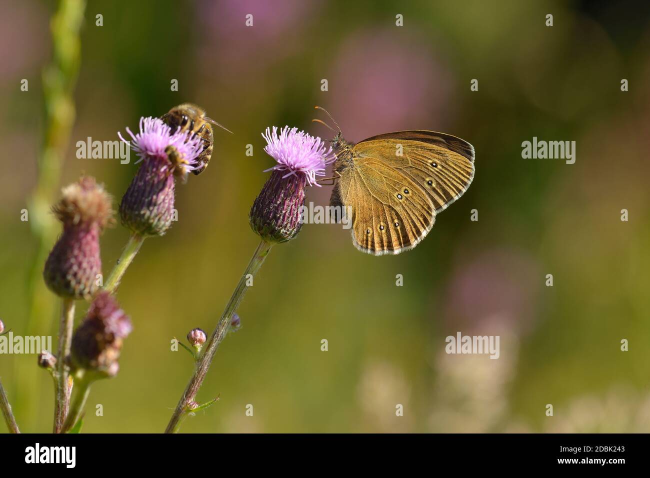 Ringlet sit on a blade of grass Stock Photo
