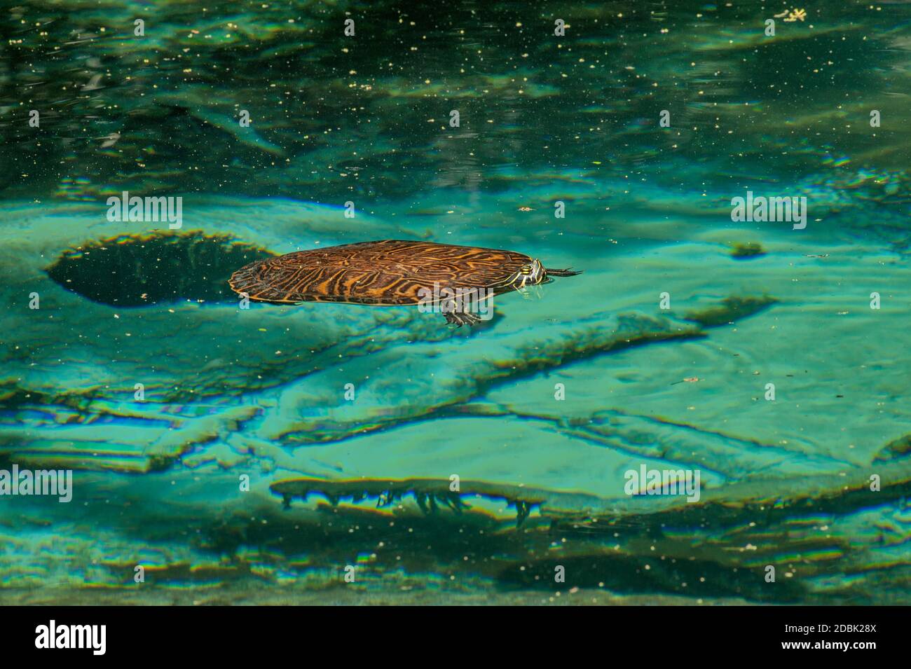 Turtle over spring vent, Fern Hammock Springs, Ocala National Forest, Florida, USA Stock Photo