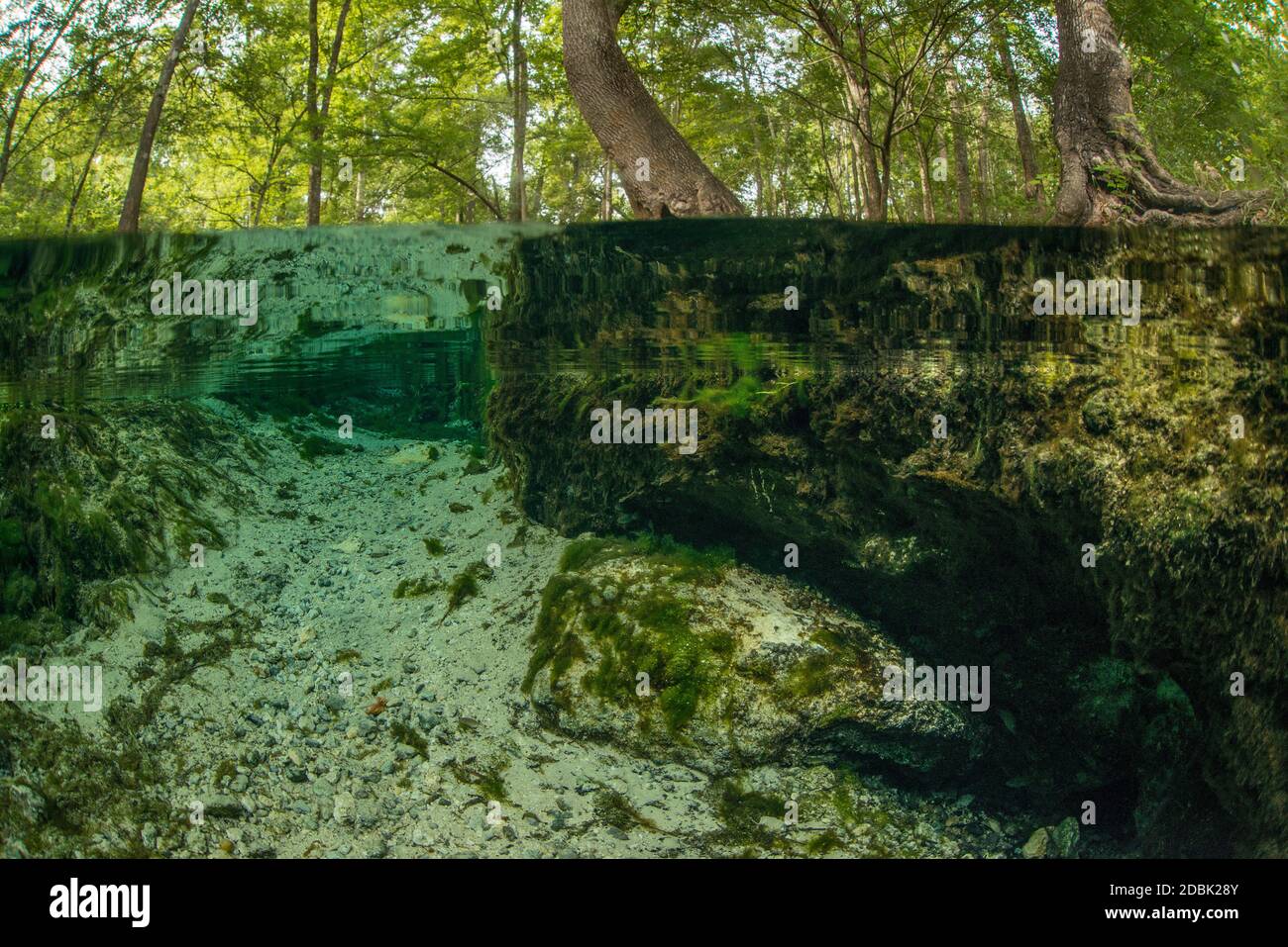 Mermaid Springs, Santa Fe River, Florida, USA Stock Photo - Alamy