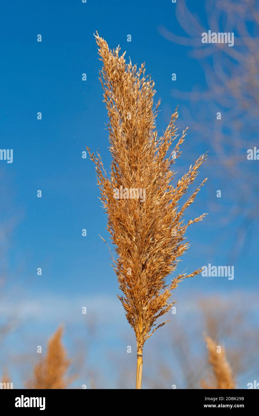 Indian Grass Seed Head in Early Spring in the Midewin National Tallgrass Prairie in Wilmington, Illinois Stock Photo