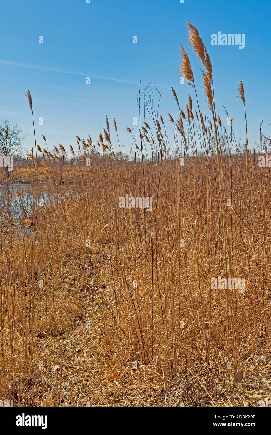 Tall grass Prairie by a pond in the Midewin National Tallgrass Prairie in Wilmington, Illinois Stock Photo