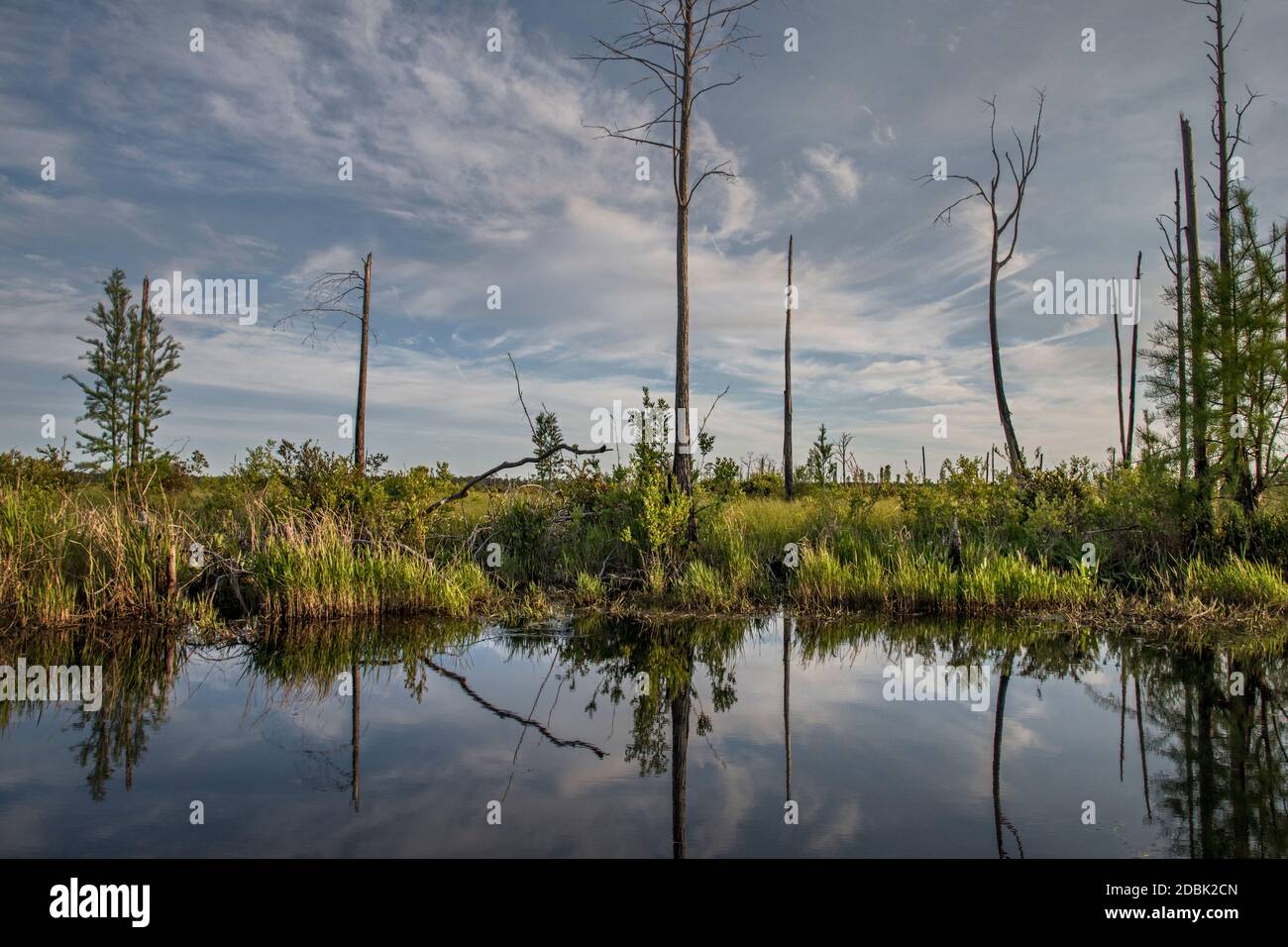 swamps hires stock photography and images Alamy