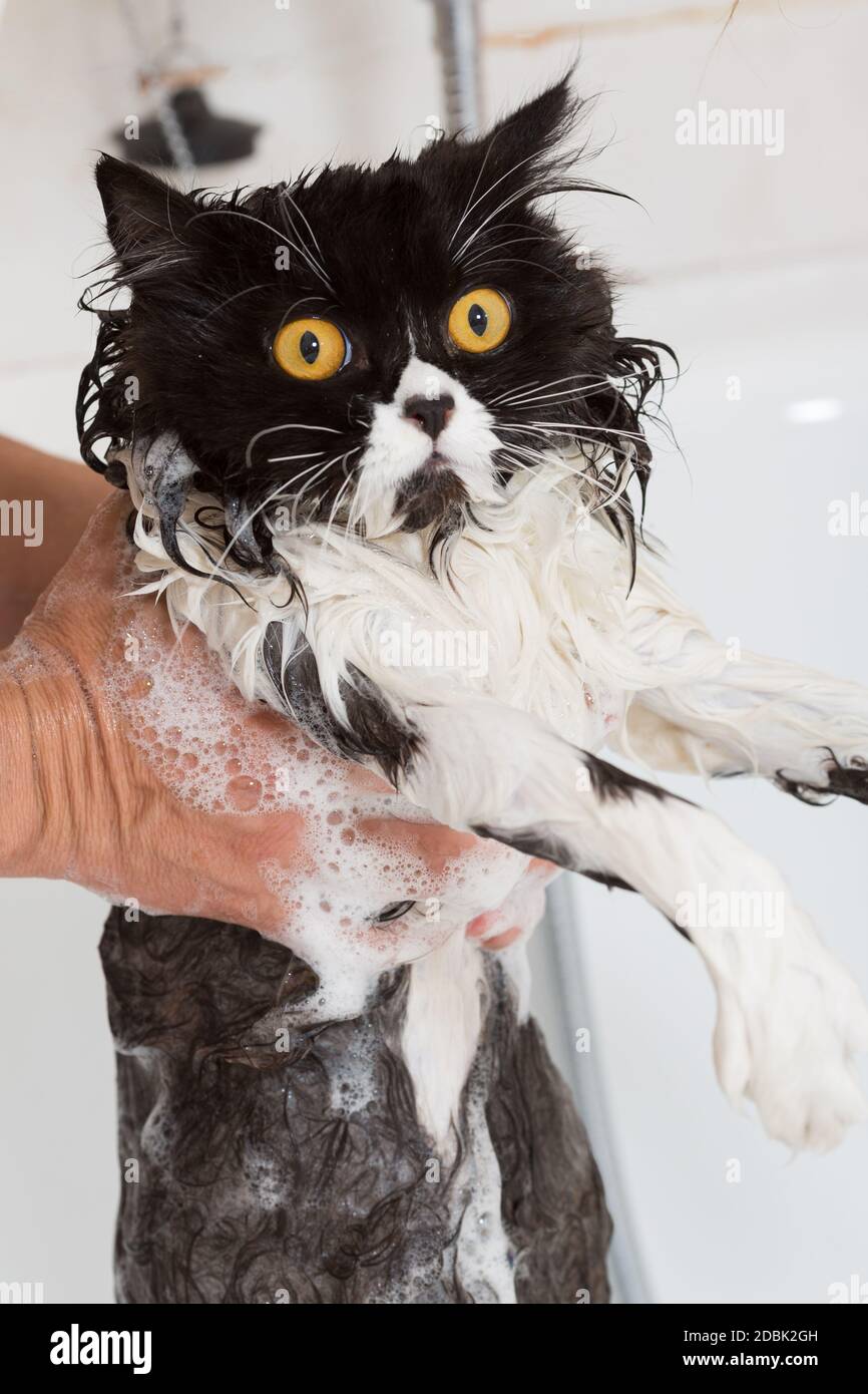 Bath or shower to a Persian breed cat Stock Photo Alamy
